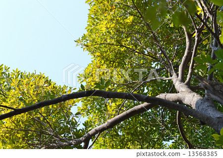 Tunenoki(犀牛) Tunenoki(犀牛) 13568385