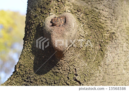 Tunenoki（犀牛） 13568386