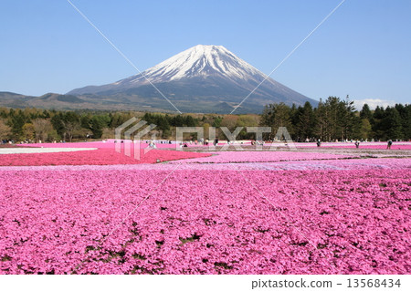 Shibazakura and Mt. Fuji Shibazakura and Mt. Fuji 13568434