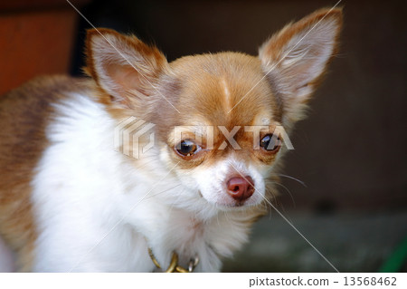 奇瓦瓦 奇瓦瓦 13568462