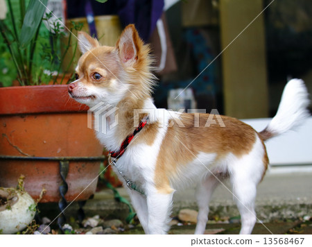 奇瓦瓦 奇瓦瓦 13568467