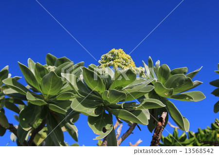 銀毛樹 銀毛樹 13568542