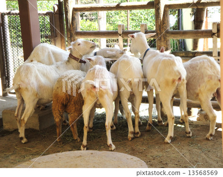 鵝屁股 鵝屁股 13568569