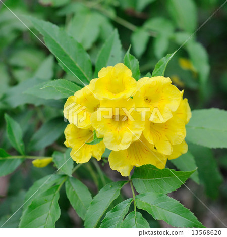 Beautiful yellow flower in garden. Beautiful yellow flower in garden. 13568620