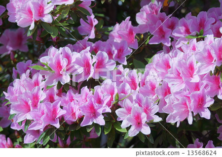 Hirado Hirado Azalea The flower language is "Joy of love" 13568624