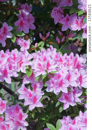 Hirado Hirado Azalea The flower language is "Joy of love" 13568625