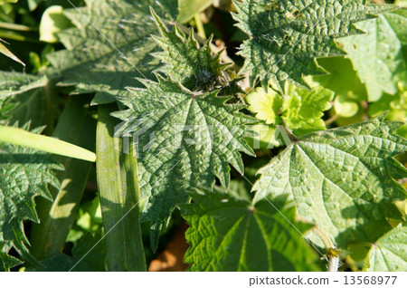 Stinky thorns stinking nettle 13568977