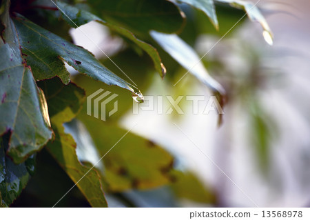 Suzukakenoki drop after rain 13568978