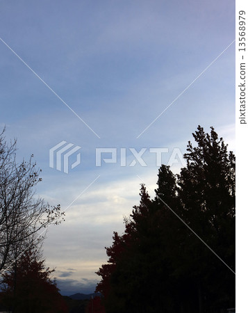 Suzuki kenoki 13568979