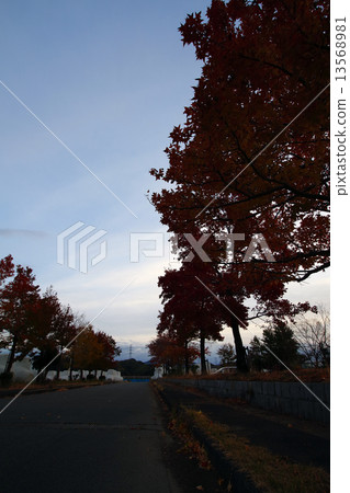 Suzuki kenoki 13568981