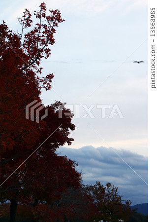 Suzuki kenoki 13568985