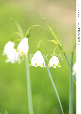 雪花 雪花 13568992