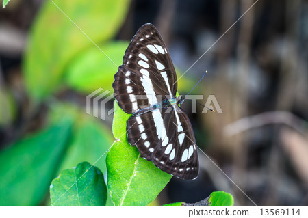 Beautiful Butterfly 13569114