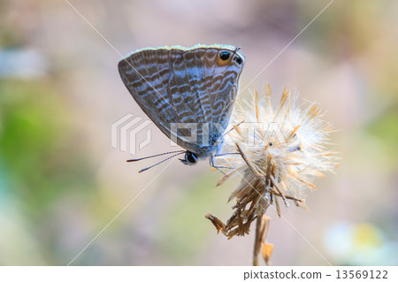 Beautiful Butterfly 13569122