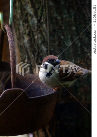 麻雀 麻雀 13569183