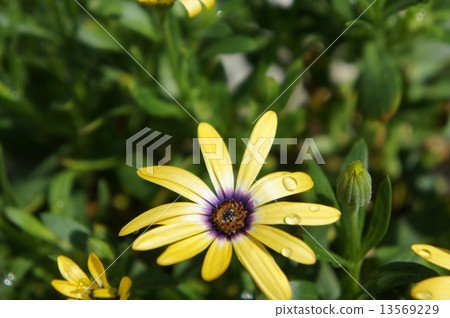 Lemon Symphony Lemon Symphony 13569229