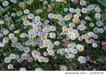 我的名字是Daisy Chrysanthemum Daisy。它很小。 13569230