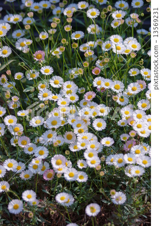 我的名字是Daisy Chrysanthemum Daisy。它很小。 13569231