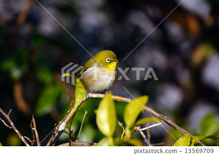 白眼 白眼 13569709