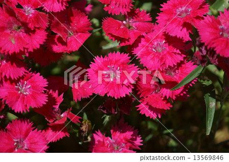 它被稱為美麗的鬍子鬍子Nadesico Beauty女性的日光。 它被稱為美麗的鬍子鬍子Nadesico Beauty女性的日光。 13569846