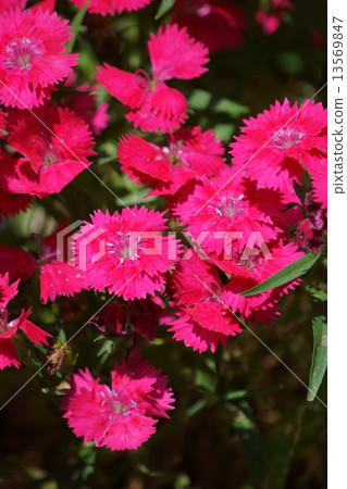 它被稱為美麗的鬍子鬍子Nadesico Beauty女性的日光。 它被稱為美麗的鬍子鬍子Nadesico Beauty女性的日光。 13569847