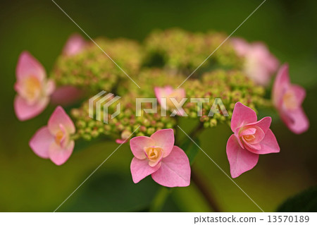 Hydrangea 13570189