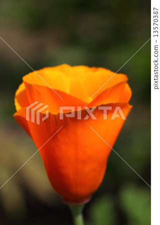 罌粟花 13570387