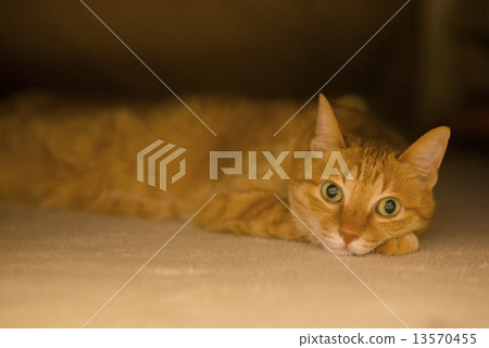 Stock Photo: pussy, cat, japanese cat