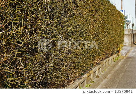 Winter fence of frost 13570941