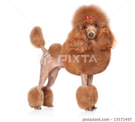Red Toy-Poodle on a white background 13571497