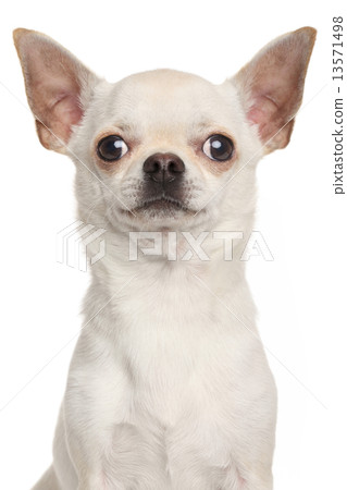 Chihuahua on white background 13571498