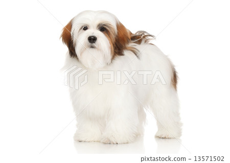 Lhasa Apso portrait Lhasa Apso portrait 13571502