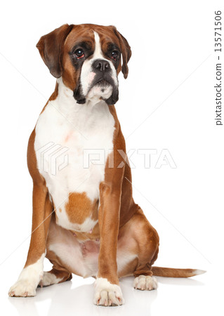 Boxer dog on white background Boxer dog on white background 13571506