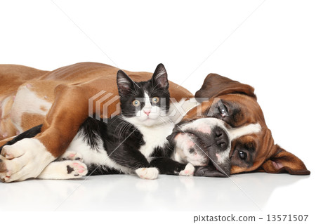 Cat and dog together 13571507