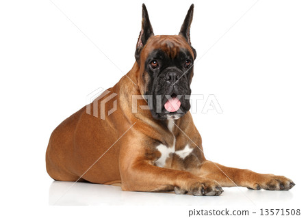 Boxer dog on white background 13571508