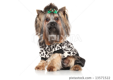 Yorkshire Terrier in fashionable clothes 13571522