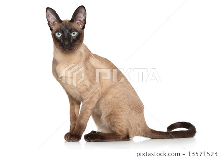 Siamese Oriental 13571523