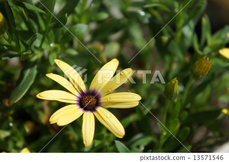 Lemon Symphony 13571546