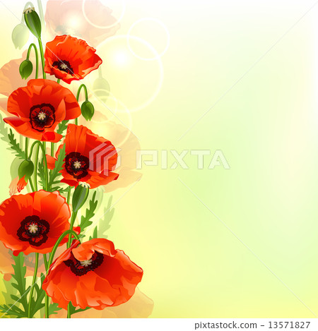 Poppy background Poppy background 13571827