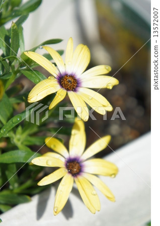 Lemon Symphony 13572007