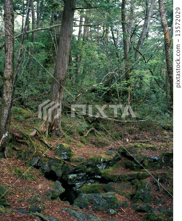 Aoki is the original sea of trees 13572029