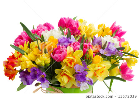 freesia and daffodil flowers freesia and daffodil flowers 13572039