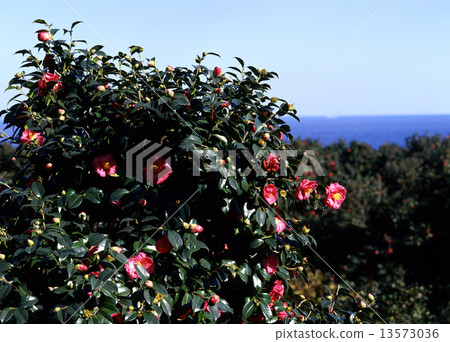 在大島公園的山茶花 13573036