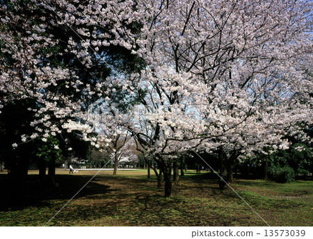 Cherry blossoms at Ashiarka Park 13573039