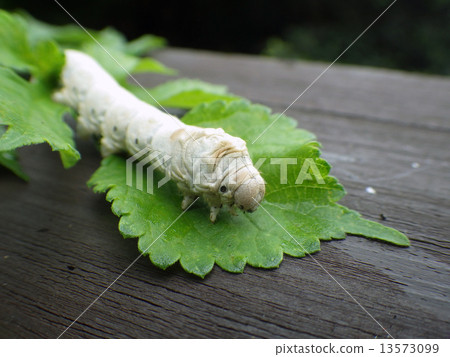 Silkworm and mulberry leaves 13573099