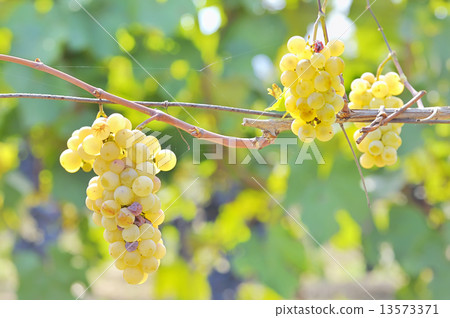 Yellow grapes 13573371