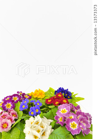 primula vulgaris 13573373