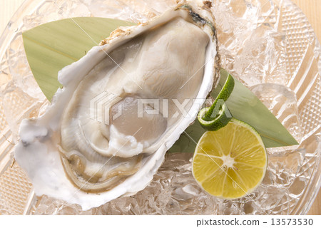Oyster Oyster 13573530