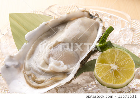 Oyster Oyster 13573531