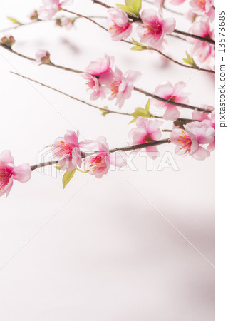 櫻桃樹 櫻桃樹 13573685